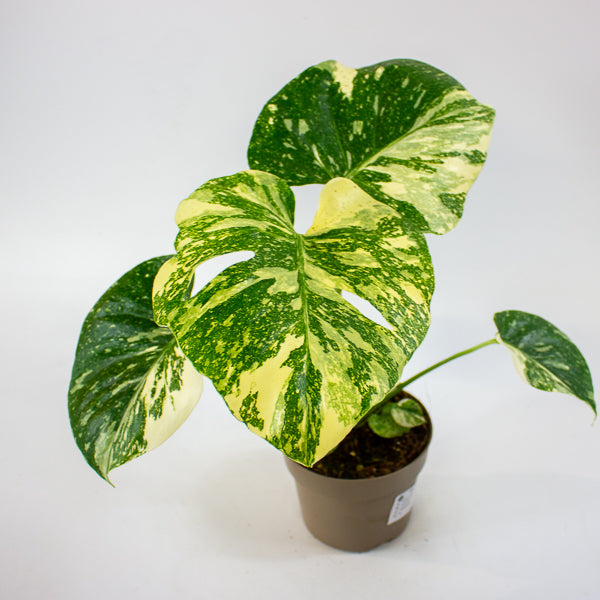 Monstera Thai Constellation Crème Brulee 12cm H40cm