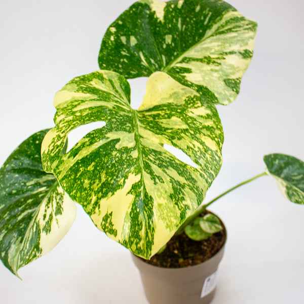 Monstera Thai Constellation Crème Brulee 12cm H40cm