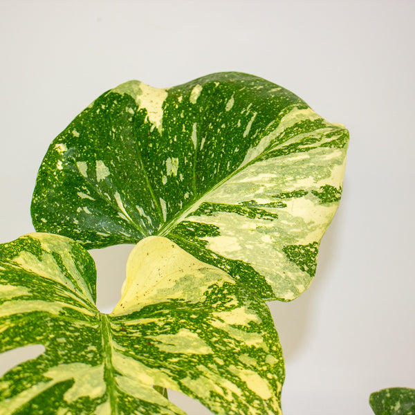 Monstera Thai Constellation Crème Brulee 12cm H40cm