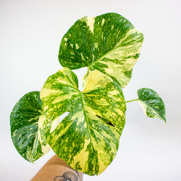 Monstera Thai Constellation Crème Brulee 12cm H40cm