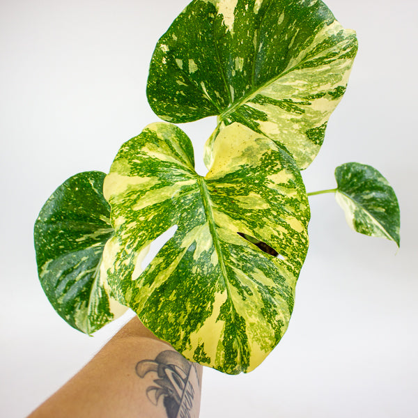 Monstera Thai Constellation Crème Brulee 12cm H40cm