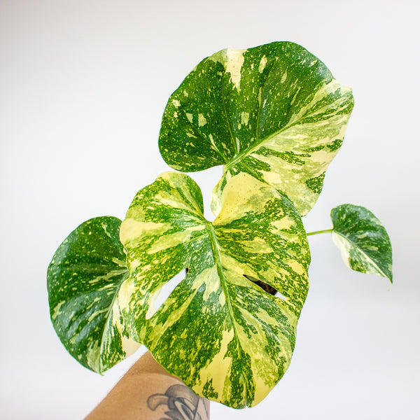 Monstera Thai Constellation Crème Brulee 12cm H40cm