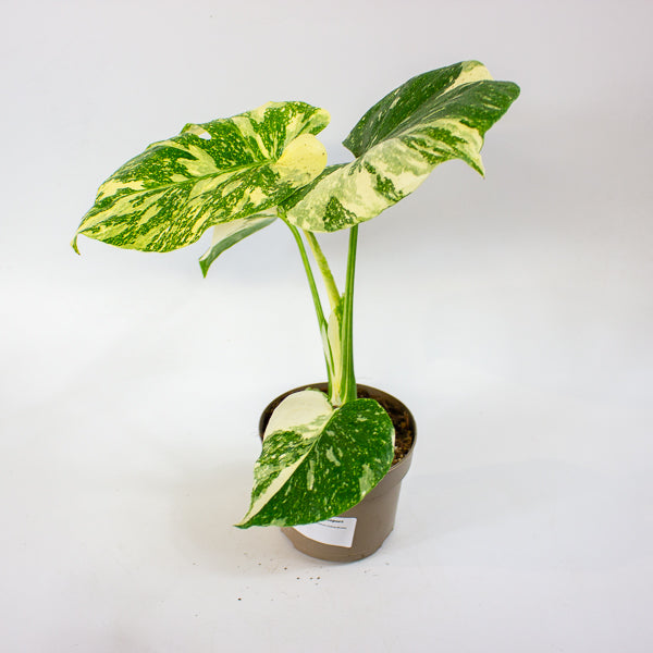 Monstera Thai Constellation Crème Brulee 12cm H40cm