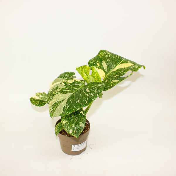 Monstera Thai Constellation Crème Brulee 12cm H40cm