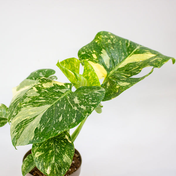 Monstera Thai Constellation Crème Brulee 12cm H40cm
