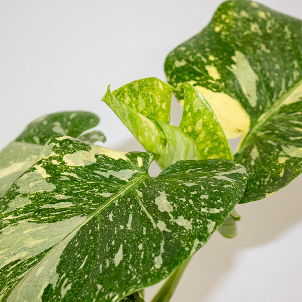 Monstera Thai Constellation Crème Brulee 12cm H40cm