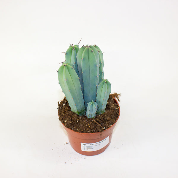 Myrtillocactus geometrizans 12cm H18cm