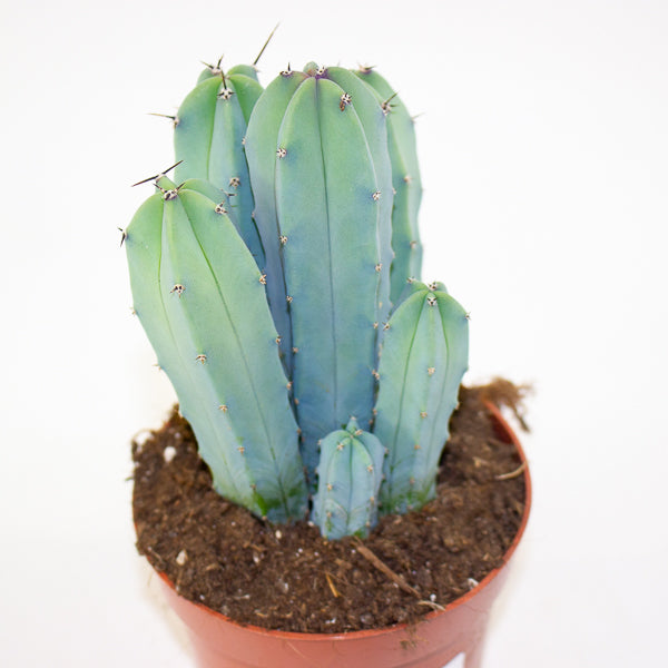 Myrtillocactus geometrizans 12cm H18cm