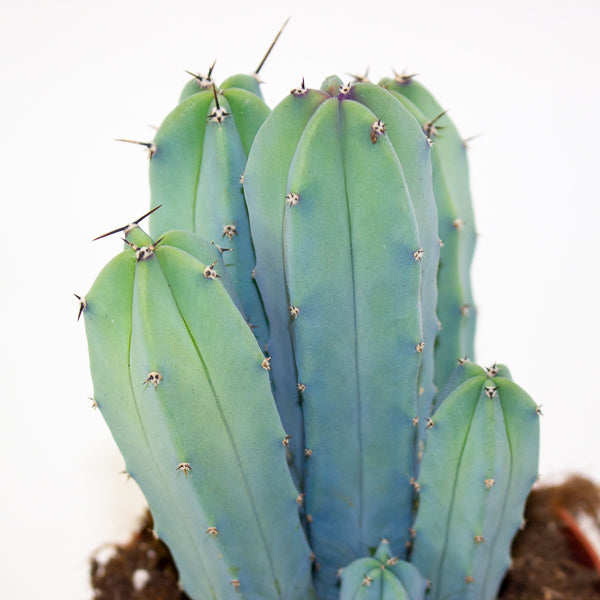 Myrtillocactus geometrizans 12cm H18cm