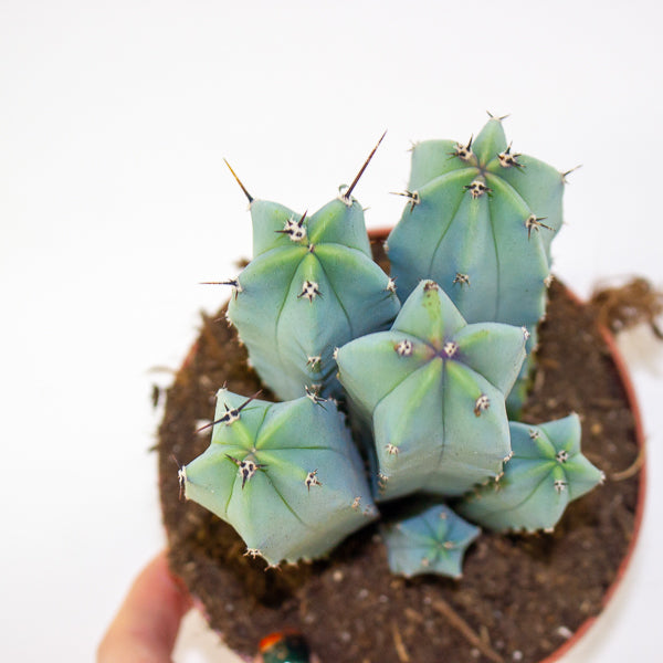 Myrtillocactus geometrizans 12cm H18cm