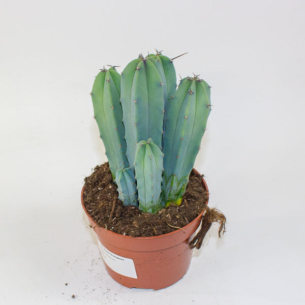 Myrtillocactus geometrizans 12cm H18cm