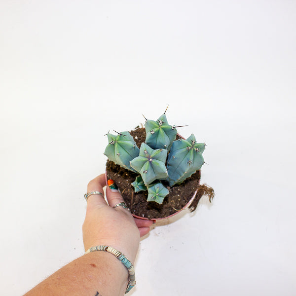 Myrtillocactus geometrizans 12cm H18cm