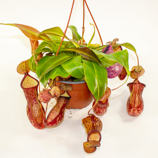 Nepenthes Gaya 14cm H28cm