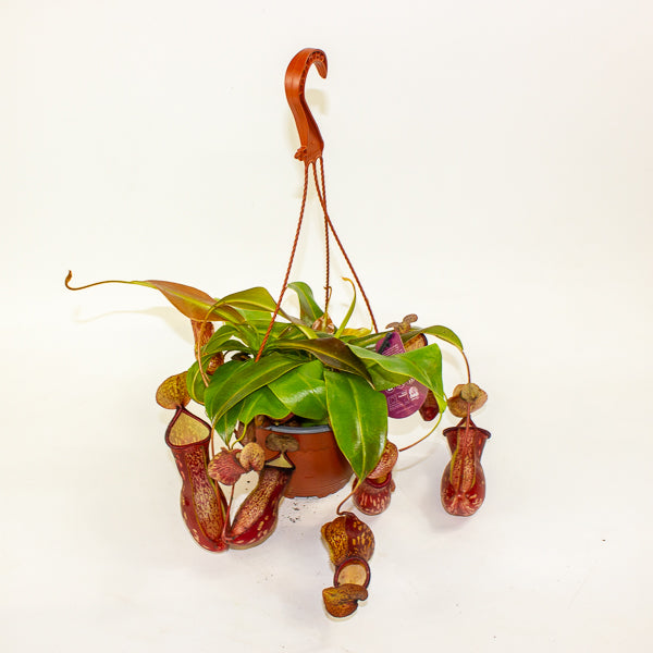 Nepenthes Gaya 14cm H28cm