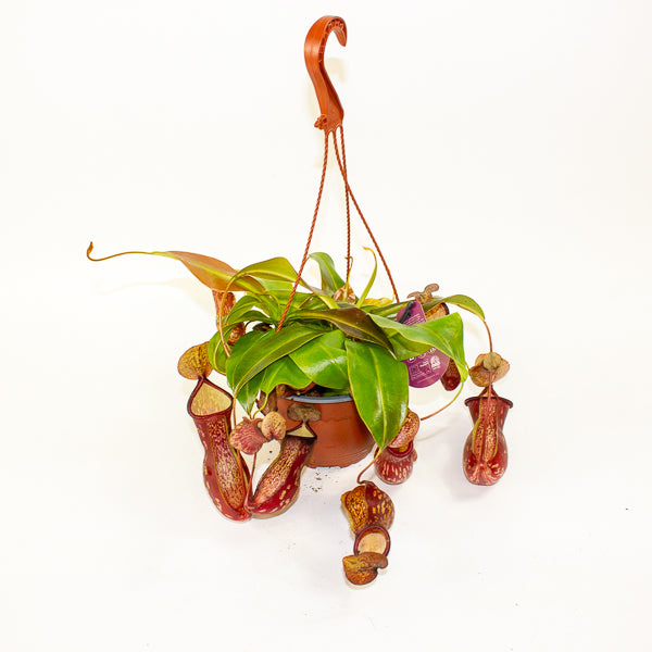 Nepenthes Gaya 14cm H28cm
