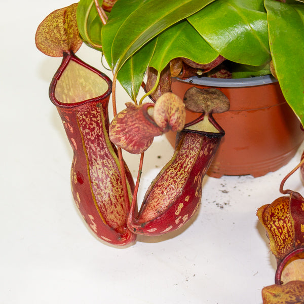 Nepenthes Gaya 14cm H28cm