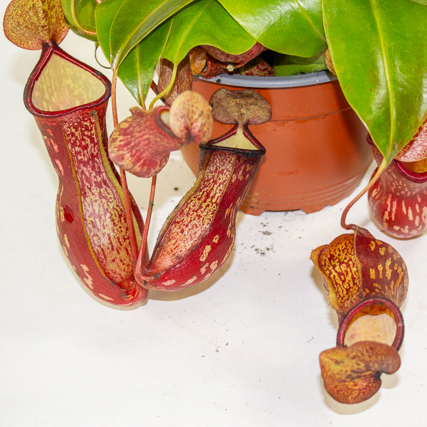 Nepenthes Gaya 14cm H28cm