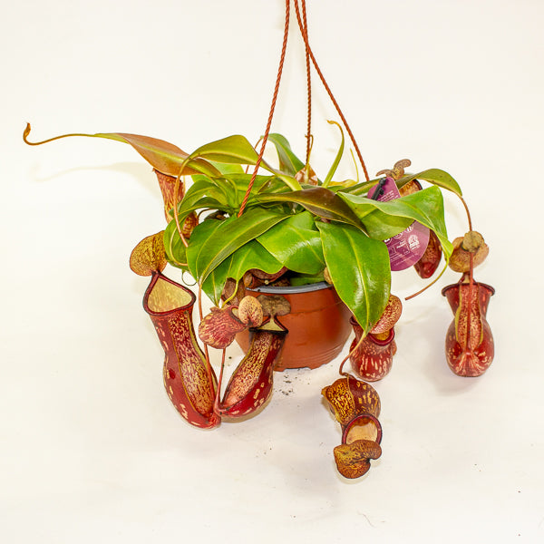 Nepenthes Gaya 14cm H28cm