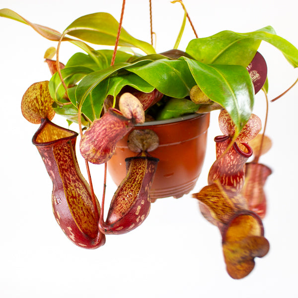 Nepenthes Gaya 14cm H28cm