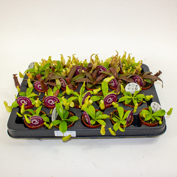 Nepenthes mix 5.5cm H10cm