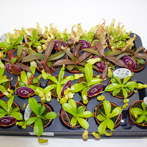 Nepenthes mix 5.5cm H10cm