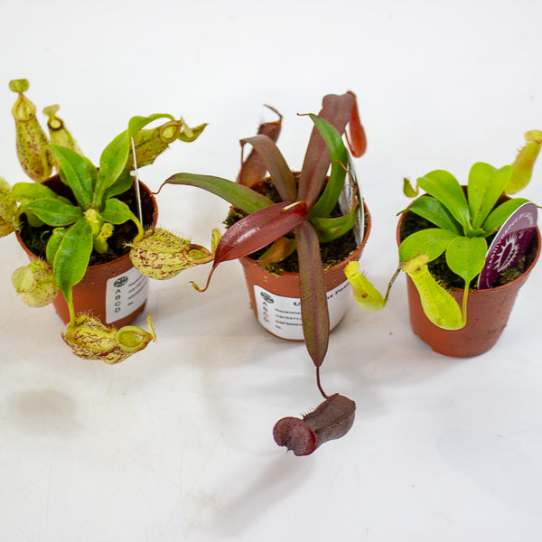 Nepenthes mix 5.5cm H10cm