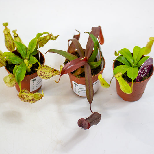 Nepenthes mix 5.5cm H10cm