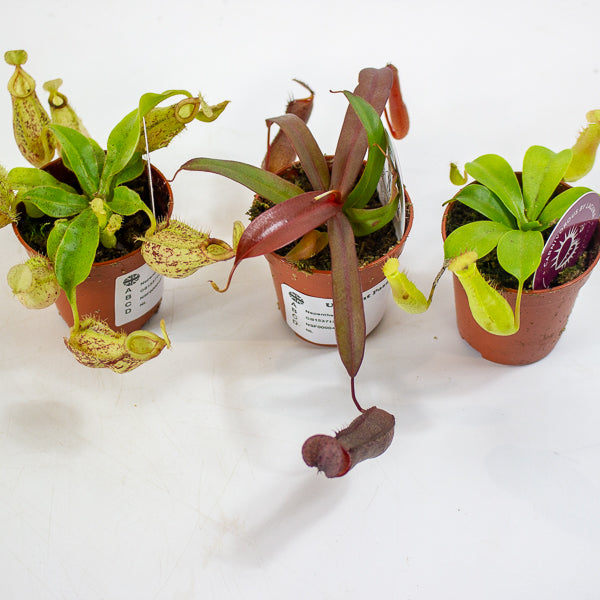 Nepenthes mix 5.5cm H10cm