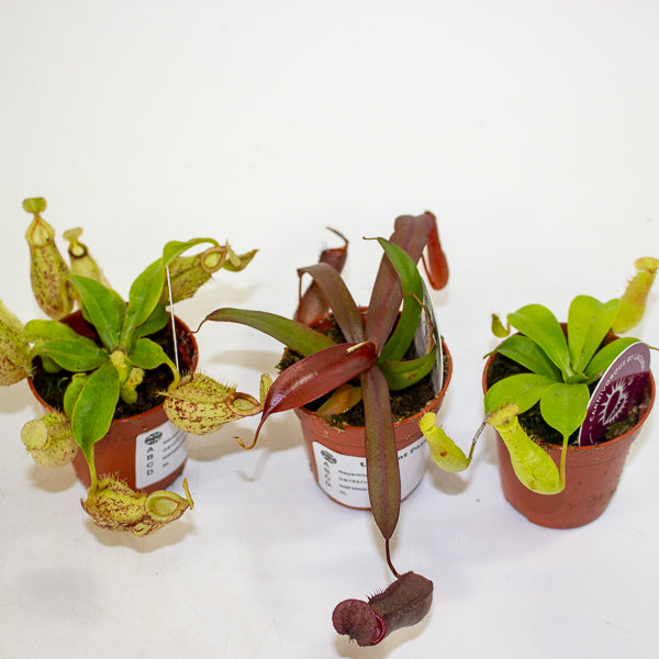 Nepenthes mix 5.5cm H10cm