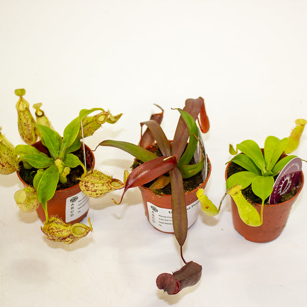Nepenthes mix 5.5cm H10cm