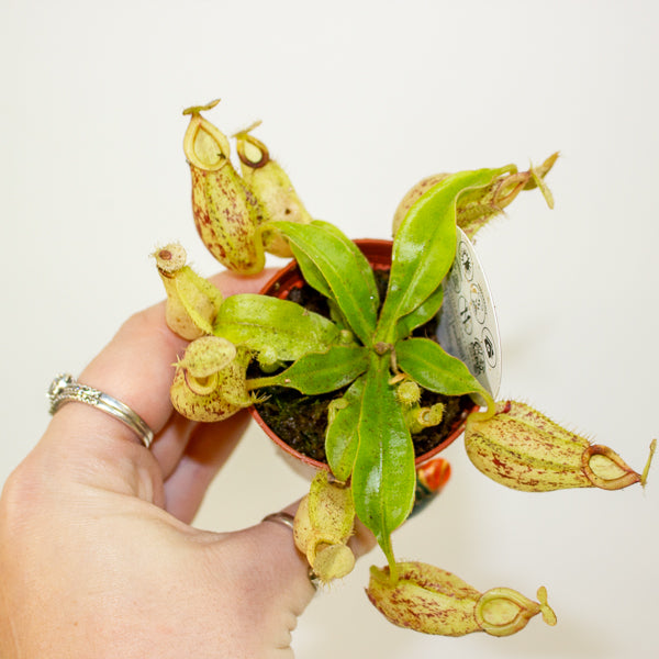 Nepenthes mix 5.5cm H10cm