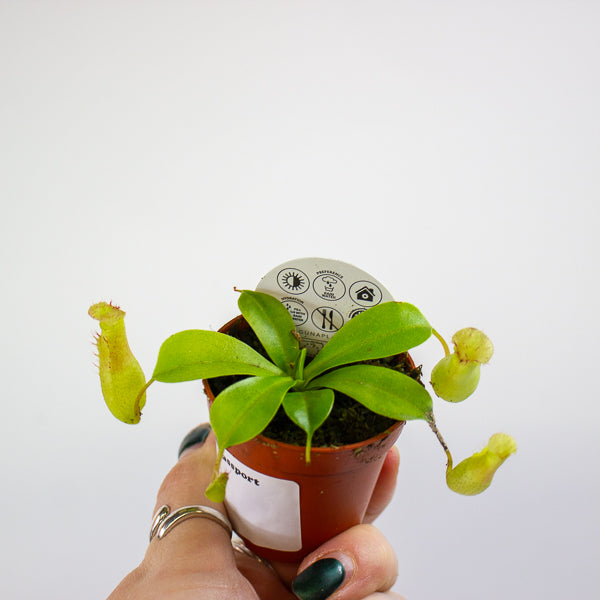 Nepenthes mix 5.5cm H10cm