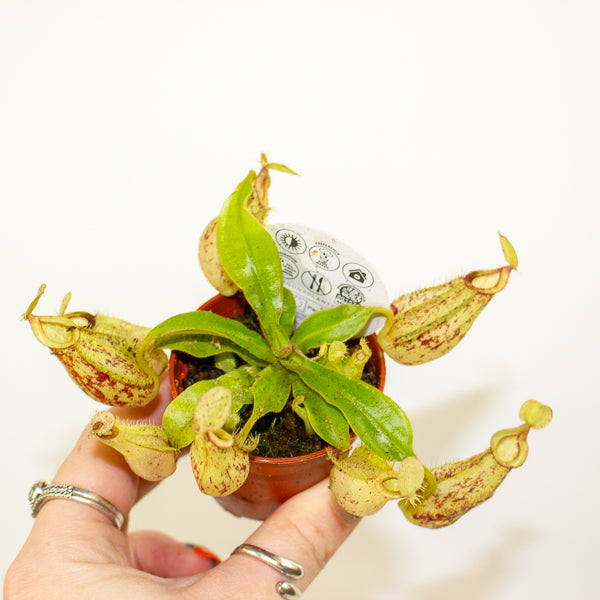 Nepenthes mix 5.5cm H10cm