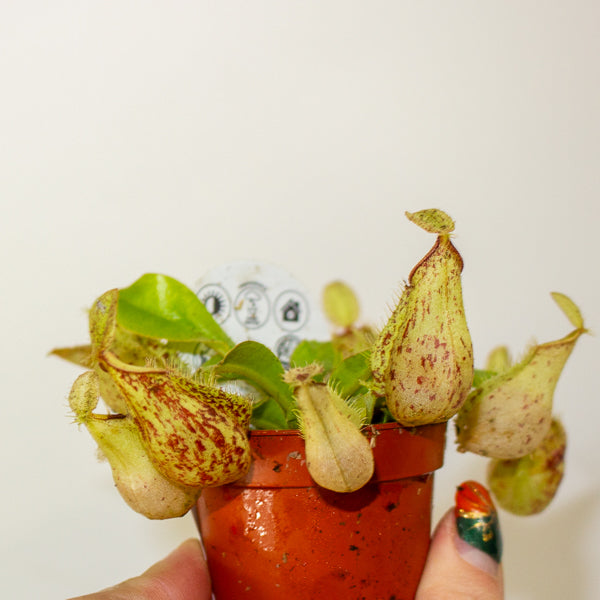 Nepenthes mix 5.5cm H10cm
