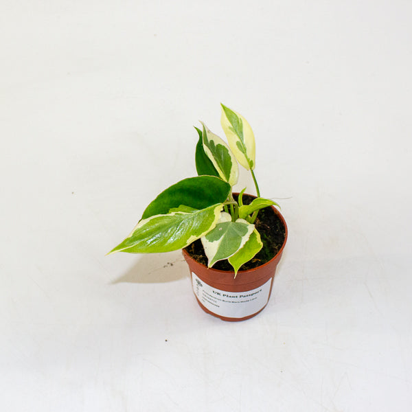 Philodendron Burle Marx White Lava 7cm H15cm