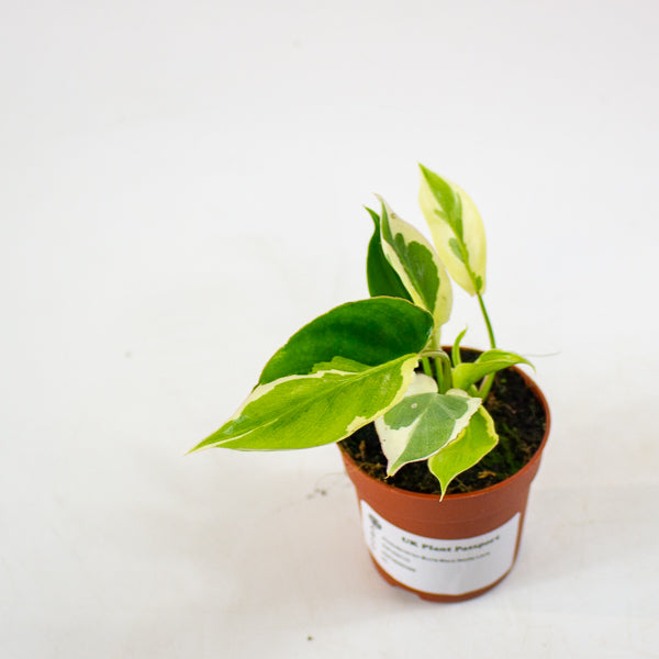 Philodendron Burle Marx White Lava 7cm H15cm