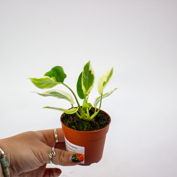 Philodendron Burle Marx White Lava 7cm H15cm