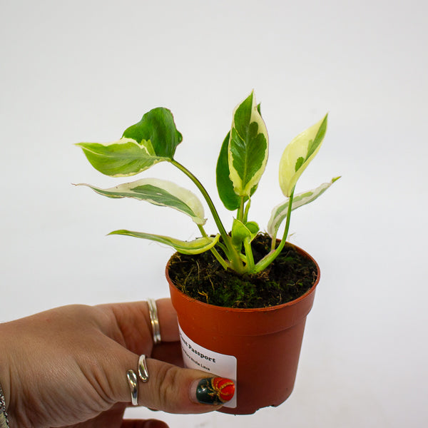 Philodendron Burle Marx White Lava 7cm H15cm