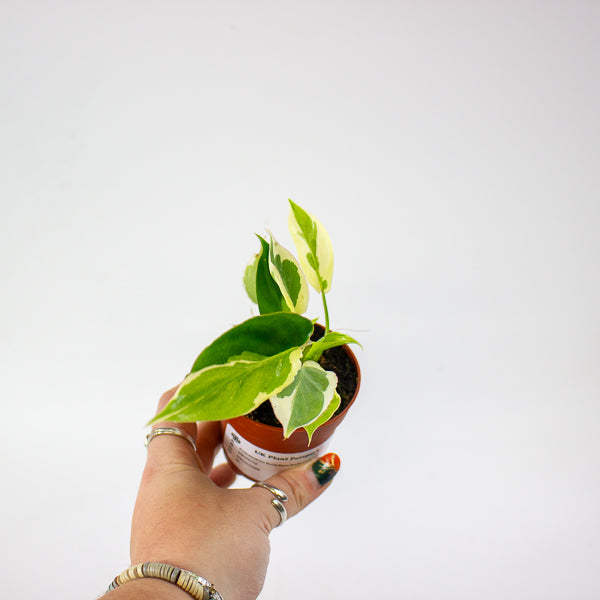 Philodendron Burle Marx White Lava 7cm H15cm