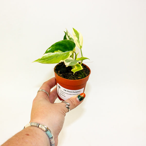 Philodendron Burle Marx White Lava 7cm H15cm