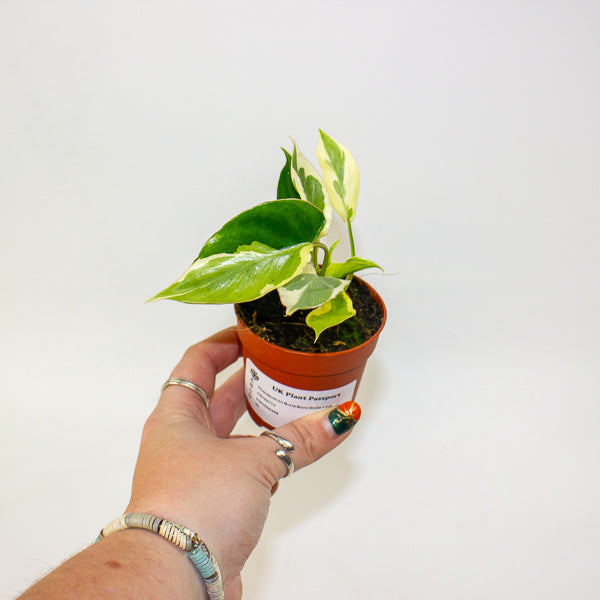 Philodendron Burle Marx White Lava 7cm H15cm