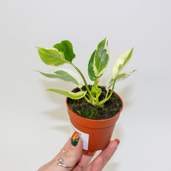 Philodendron Burle Marx White Lava 7cm H15cm