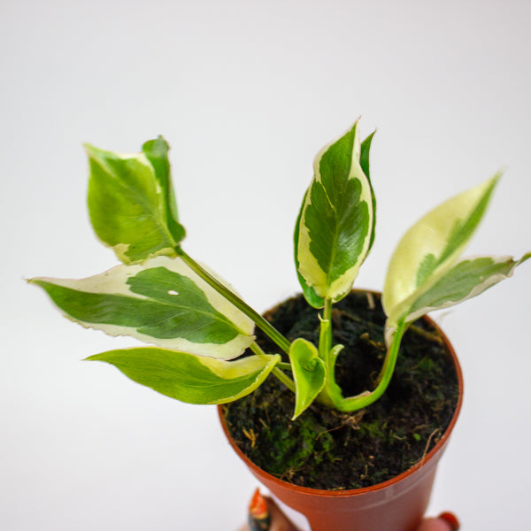 Philodendron Burle Marx White Lava 7cm H15cm