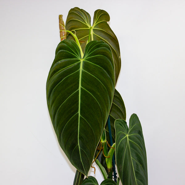 Philodendron Melanochrysum 21cm H75cm