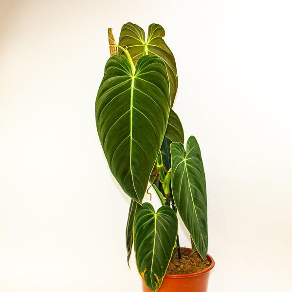 Philodendron Melanochrysum 21cm H75cm