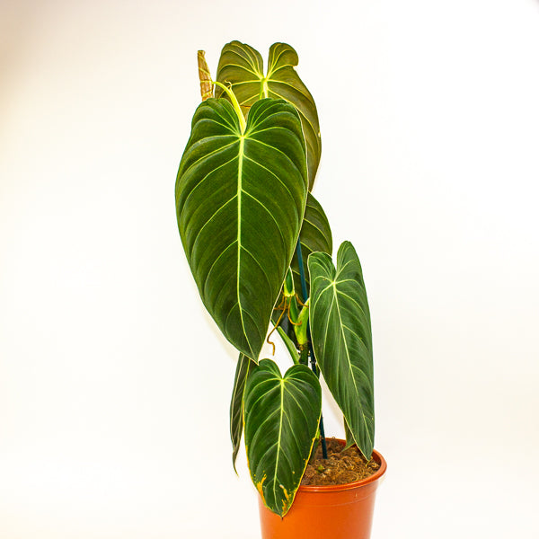 Philodendron Melanochrysum 21cm H75cm