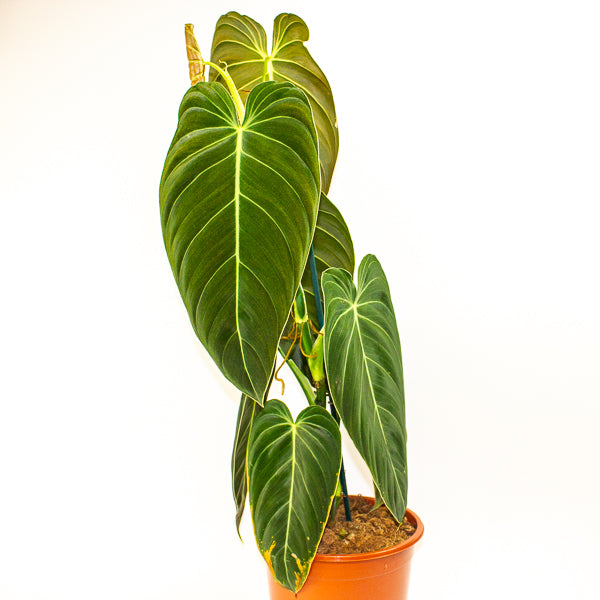 Philodendron Melanochrysum 21cm H75cm