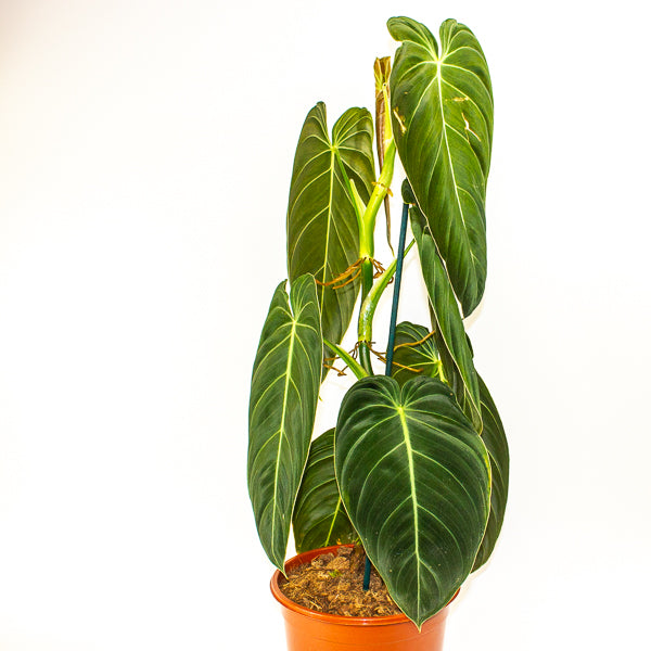 Philodendron Melanochrysum 21cm H75cm
