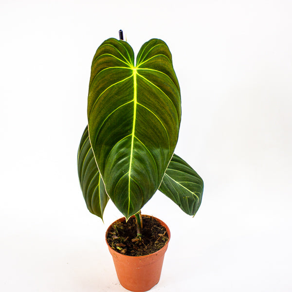 Philodendron Melanochrysum 12cm H45cm