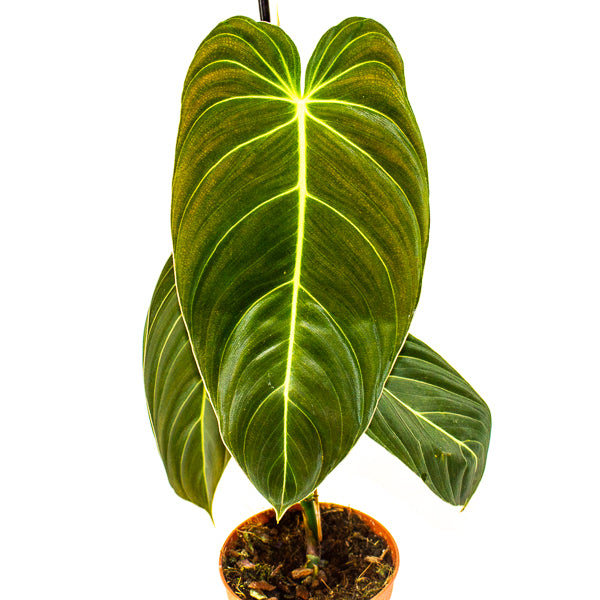 Philodendron Melanochrysum 12cm H45cm